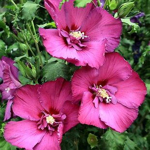 Ibištek sýrsky FLOWER TOWER RUBY ´Gandini van A, výška 30/50 cm, v črepníku Hibiscus syriacus FLOWER TOWER RUBY ‘Gandini van