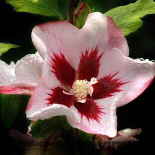 Ibištek sýrsky Hamabo, výška 30/40 cm, v črepníku Hibiscus syriacus Hamabo