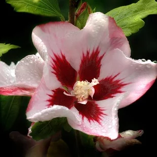 Ibištek sýrsky Hamabo, výška 30/40 cm, v črepníku Hibiscus syriacus Hamabo