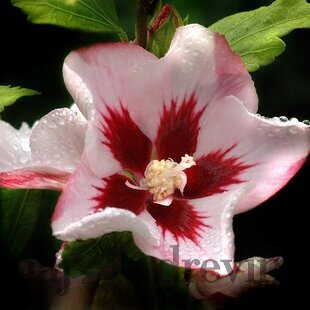 Ibištek sýrsky Hamabo, výška 30/40 cm, v črepníku Hibiscus syriacus Hamabo