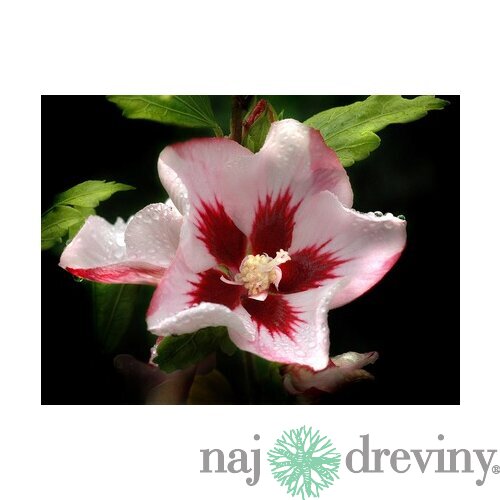 Ibištek sýrsky Hamabo, výška 30/40 cm, v črepníku Hibiscus syriacus Hamabo