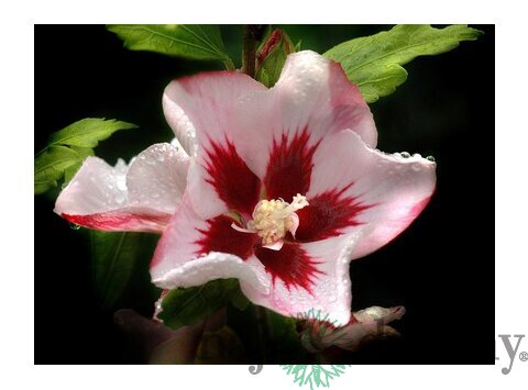 Ibištek sýrsky Hamabo, výška 30/40 cm, v črepníku Hibiscus syriacus Hamabo