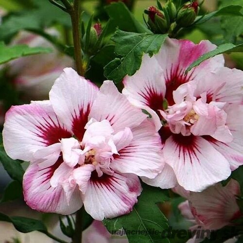 Ibištek sýrsky LADY STANLEY, výška 30/40 cm, v črepníku Hibiscus syriacus LADY STANLEY