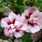 Ibištek sýrsky LADY STANLEY, výška 30/40 cm, v črepníku Hibiscus syriacus LADY STANLEY