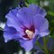 Ibištek sýrsky Marina, výška 40/60 cm, v črepníku Hibiscus syriacus Blue Bird