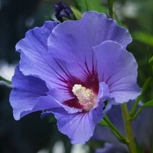 Ibištek sýrsky Marina, výška 40/60 cm, v črepníku Hibiscus syriacus Blue Bird