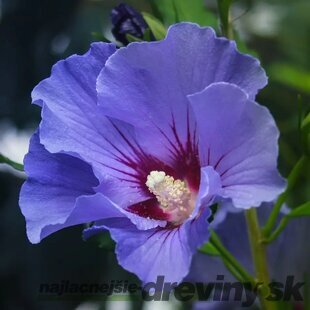 Ibištek sýrsky Marina, výška 40/60 cm, v črepníku Hibiscus syriacus Blue Bird