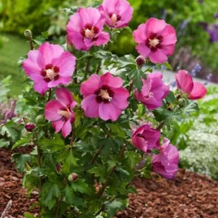 Ibištek sýrsky Pink Giant, výška 30/40 cm, v črepníku Hibiscus syriacus Marina