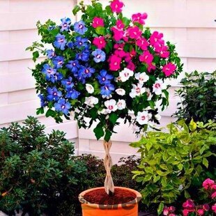Ibištek sýrsky Tricolor (trojfarebný) 40/60 cm, v črepníku 5l Hibiscus syriacus