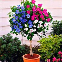 Ibištek sýrsky Tricolor (trojfarebný) 40/60 cm, v črepníku 5l Hibiscus syriacus