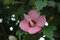 Ibištek sýrsky Woodbridge  cm na kmienku 80 cm výška 120 cm, v črepníku 7l Hibiscus syriacus Woodbridge