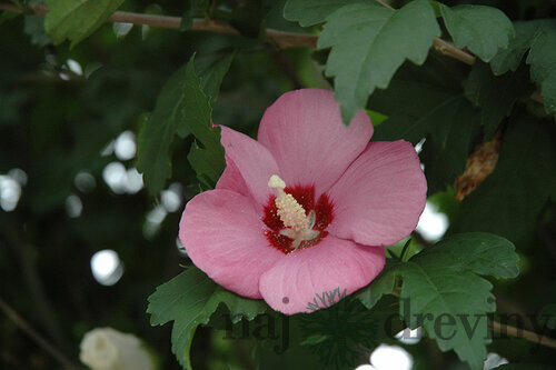 Ibištek sýrsky Woodbridge  cm na kmienku 80 cm výška 120 cm, v črepníku 7l Hibiscus syriacus Woodbridge