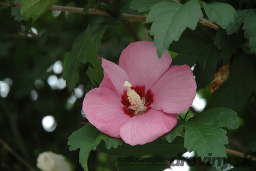 Ibištek sýrsky Woodbridge  cm na kmienku 80 cm výška 120 cm, v črepníku 7l Hibiscus syriacus Woodbridge