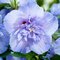 Ibištek sýrsky´BLUE CHIFFON, výška 30/40 cm, v črepníku Hibiscus syriacus Blue Chiffon