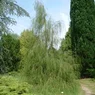 Imbricata pendula
