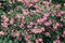 Imelovník AMETHYST na kmienku 70/80 cm, v črepníku Symphoricarpos × doorenbosii AMETHYST