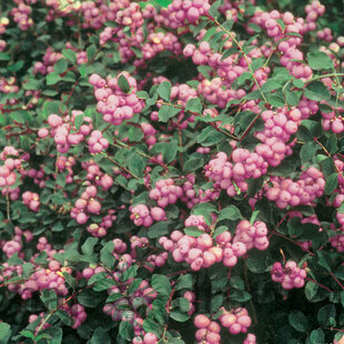 Imelovník AMETHYST na kmienku 70/80 cm, v črepníku Symphoricarpos × doorenbosii AMETHYST