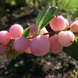 Imelovník Brain de Solei, 30/40 cm, v črepníku 3l Symphoricarpos chenaultii