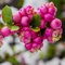 Imelovník Chenaultov x Hancock, 30/40 cm, v črepníku 3l Symphoricarpos chenaultii x Hancock