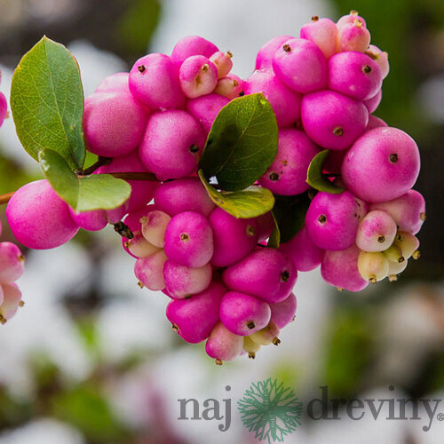 Imelovník Chenaultov x Hancock, 30/40 cm, v črepníku 3l Symphoricarpos chenaultii x Hancock