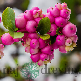 Imelovník Chenaultov x Hancock, 30/40 cm, v črepníku 3l Symphoricarpos chenaultii x Hancock