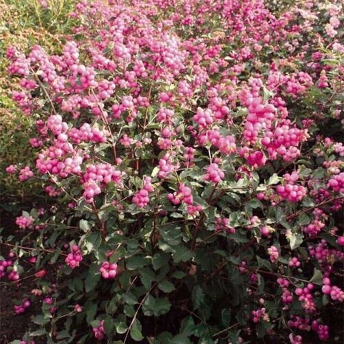 Imelovník doorenbosii x Magic Berry, 30/+cm, v črepníku Symphoricarpos doorenbosii x Magic Berry