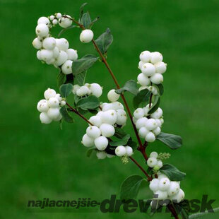 Imelovník doorenbosii x White Hedge, výška 50/+ cm, v črepníku 10l Symphoricarpos doorenbosii x White Hedge