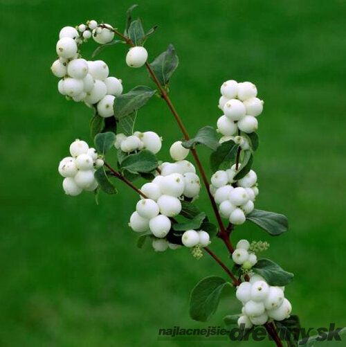 Imelovník doorenbosii x White Hedge, výška 50/+ cm, v črepníku 10l Symphoricarpos doorenbosii x White Hedge