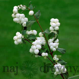 Imelovník doorenbosii x White Hedge, výška 50/+ cm, v črepníku 10l Symphoricarpos doorenbosii x White Hedge