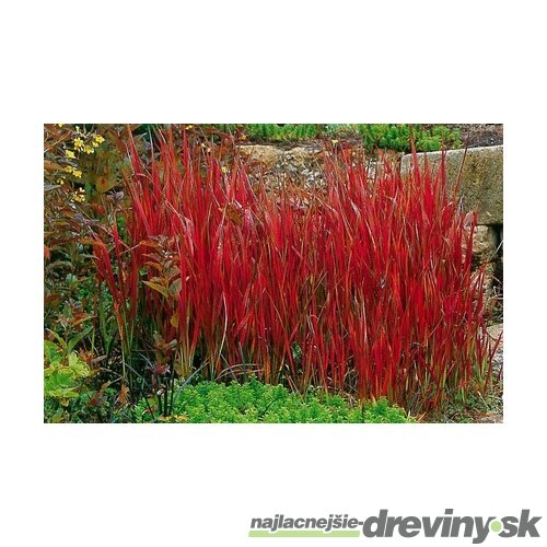 Imperata cylindrica Red Baron (Červený Barón), výška 10/15 cm, v črepníku Imperata cylindrica Red Baron