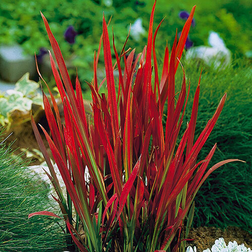Imperata cylindrica Red Baron (Červený Barón), výška 20/40 cm, v črepníku 2l Imperata cylindrica ‘Red Baron‘