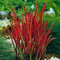 Imperata cylindrica Red Baron (Červený Barón), výška 20/40 cm, v črepníku 2l Imperata cylindrica ‘Red Baron‘