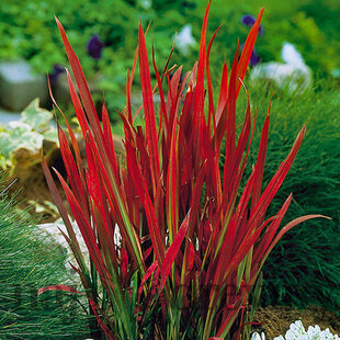 Imperata cylindrica Red Baron (Červený Barón), výška 20/40 cm, v črepníku 2l Imperata cylindrica ‘Red Baron‘