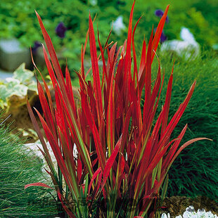 Imperata cylindrica Red Baron (Červený Barón), výška 20/40 cm, v črepníku 2l Imperata cylindrica ‘Red Baron‘