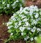 Isotoma fluviatilis Biela, výška 15/25cm, v Isotoma fluviatilis ‘Alba‘