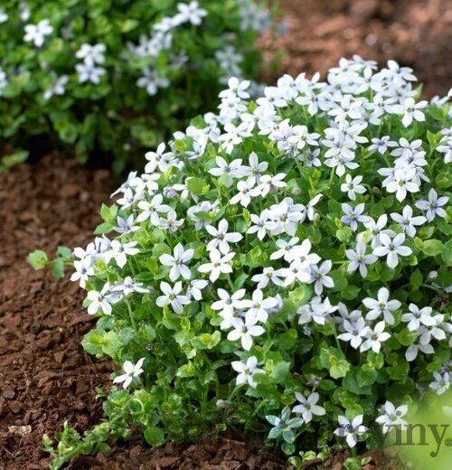 Isotoma fluviatilis Biela, výška 15/25cm, v Isotoma fluviatilis ‘Alba‘