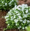 Isotoma fluviatilis Biela, výška 15/25cm, v Isotoma fluviatilis ‘Alba‘