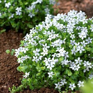 Isotoma fluviatilis Biela, výška 15/25cm, v Isotoma fluviatilis ‘Alba‘