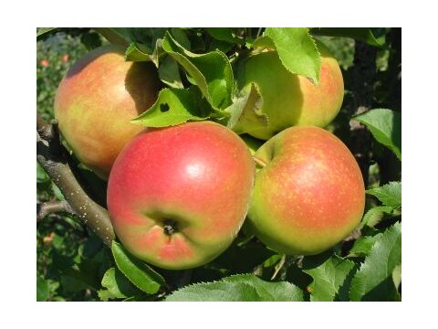 Jabloň Alwa 100/150 cm, v črepníku, podpník M26 Malus Domestica Alwa