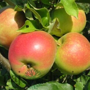 Jabloň Alwa 100/150 cm, v črepníku, podpník M26 Malus Domestica Alwa
