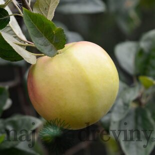 Jabloň Antonovka, 2-ročná, podpník M26 , výška 140/180 cm, voľnokorenná Malus domestica Antonovka