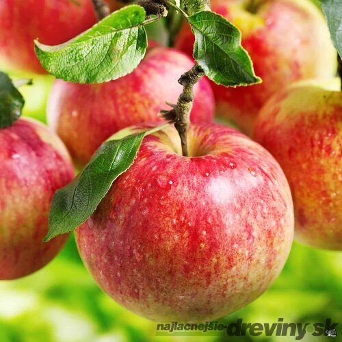 Jabloň Antonovka, 3 ročná, podpník M9RN9, výška 140/160 cm, v črepníku 5l Malus domestica Antonovka