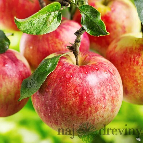 Jabloň Antonovka, 3 ročná, podpník M9RN9, výška 140/160 cm, v črepníku 5l Malus domestica Antonovka