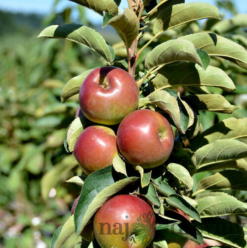 Jabloň Balerina, výška 60/80 cm, v črepníku 3l Malus domestica Ballerina