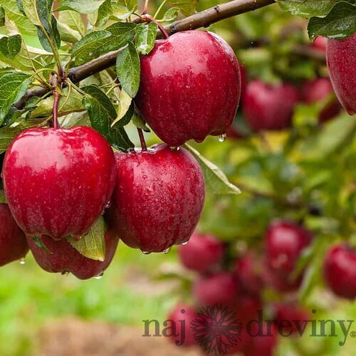 Jabloň Balerina, výška 60/80 cm, v črepníku 3l Malus domestica Ballerina