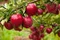 Jabloň Balerina, výška 60/80 cm, v črepníku 3l Malus domestica Ballerina