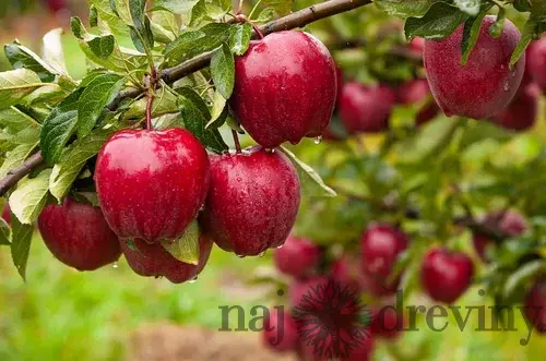 Jabloň Balerina, výška 60/80 cm, v črepníku 3l Malus domestica Ballerina