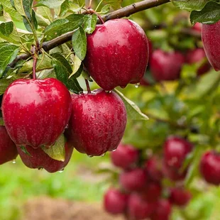Jabloň Balerina, výška 60/80 cm, v črepníku 3l Malus domestica Ballerina