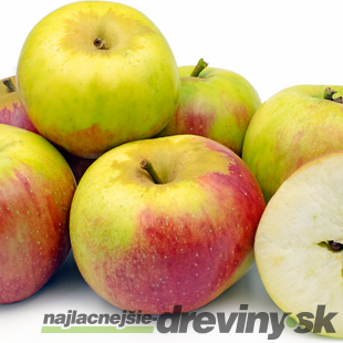 Jabloň Cesarz Wilhelm, výška 100/150 cm, v črepníku, podpník M26 Malus Domestica Cesarz Wilhelm