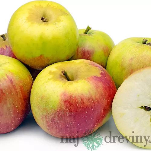 Jabloň Cesarz Wilhelm, výška 100/150 cm, v črepníku, podpník M26 Malus Domestica Cesarz Wilhelm